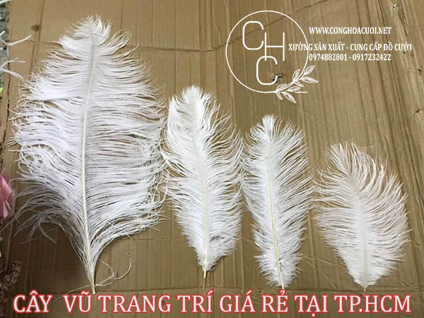 NƠI BÁN CÂY LÔNG VŨ GIÁ RẺ TẠI SÀI GÒN